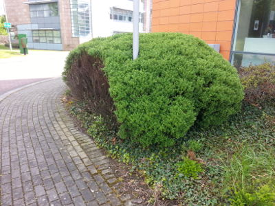 Messy shrub